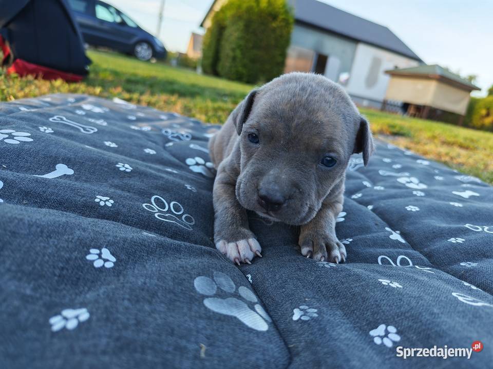 Szczeniak Amstaff Chełm