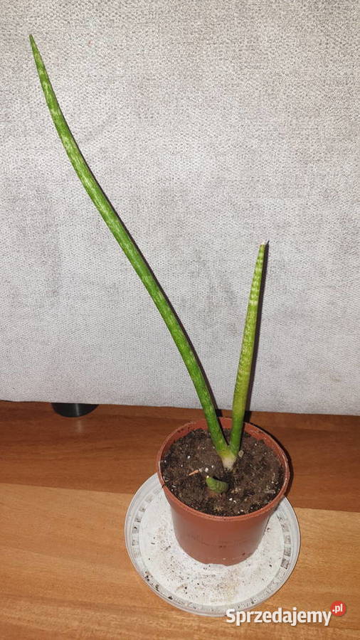 Sansewieria cylindryczna sansa wysokość 32 Warszawa