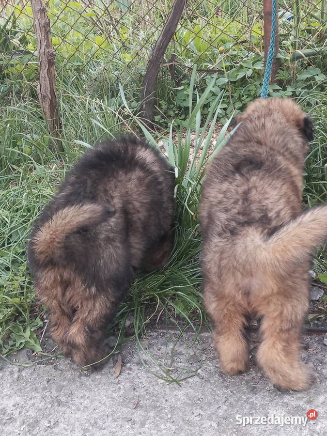 OWCZAREK NIEMIECKI DŁUGOWŁOSYSZCZENIĘTA Szczecin sprzedam