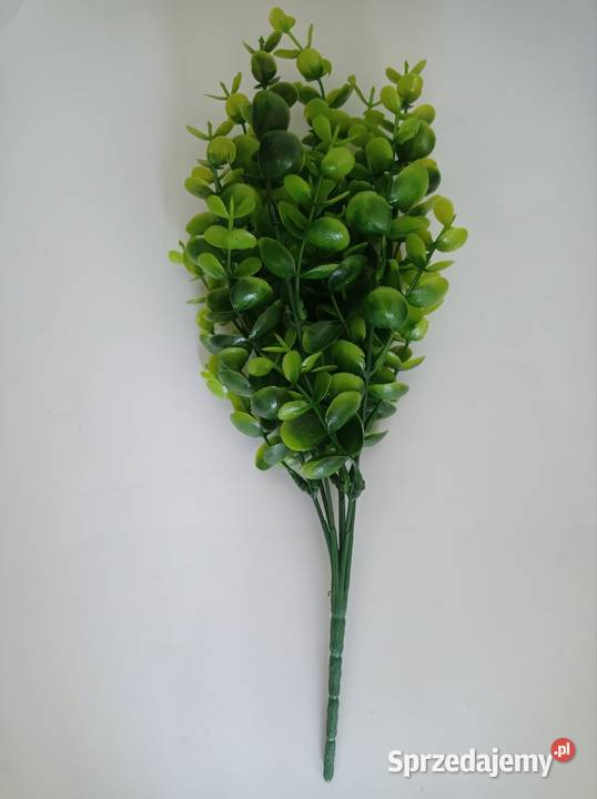 Roślina ozdobna mazowieckie Warszawa sprzedam