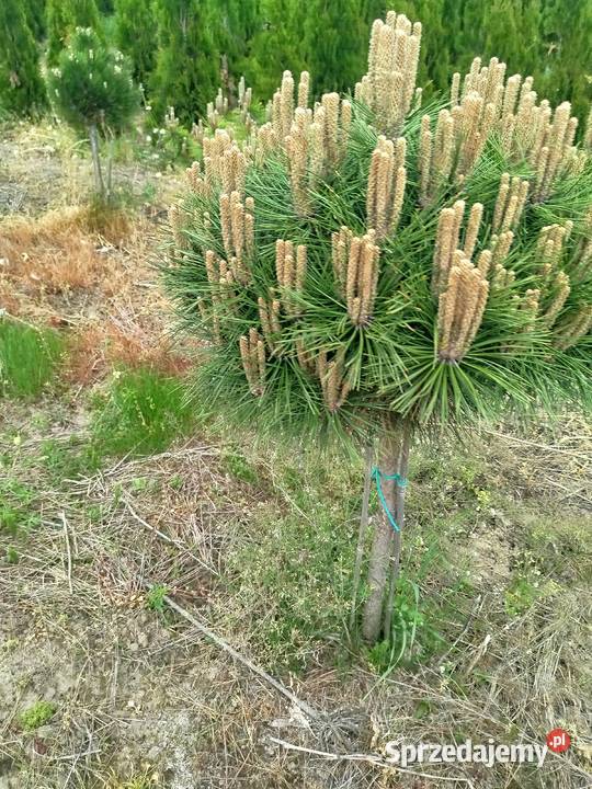 Sosna Pinus mugo LOW Glow Varella GLAUCA GLOBOSA Przedmieście Dubieckie sprzedam