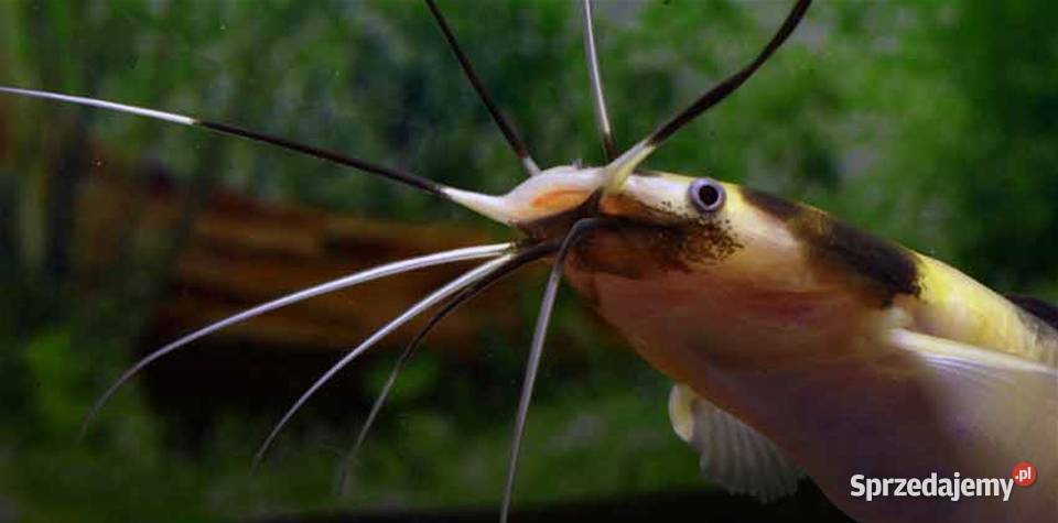 Clarias batrachus Długowąs żabi Sum batraszek pomorskie