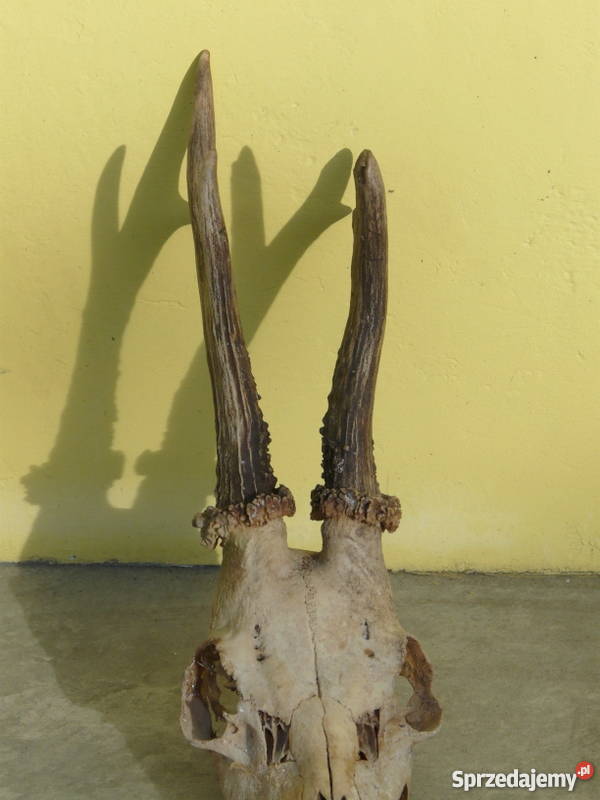 Poroże lubuskie Świebodzin