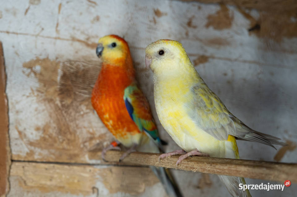 Para świergotów 20232022 podkarpackie Chmielnik