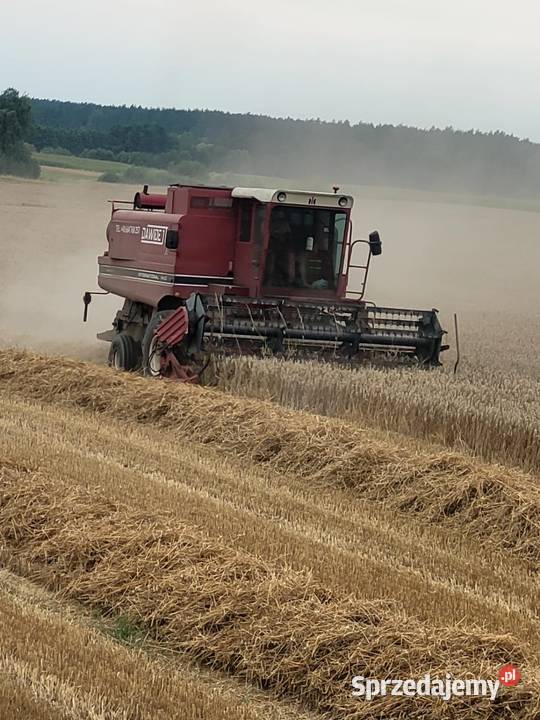 International 1440 nieuszkodzony Zbożowe Cimoszki sprzedam