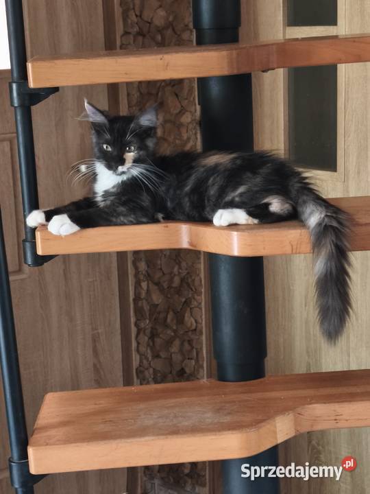Kotka jedną szylkretka druga ruda Maine coon z