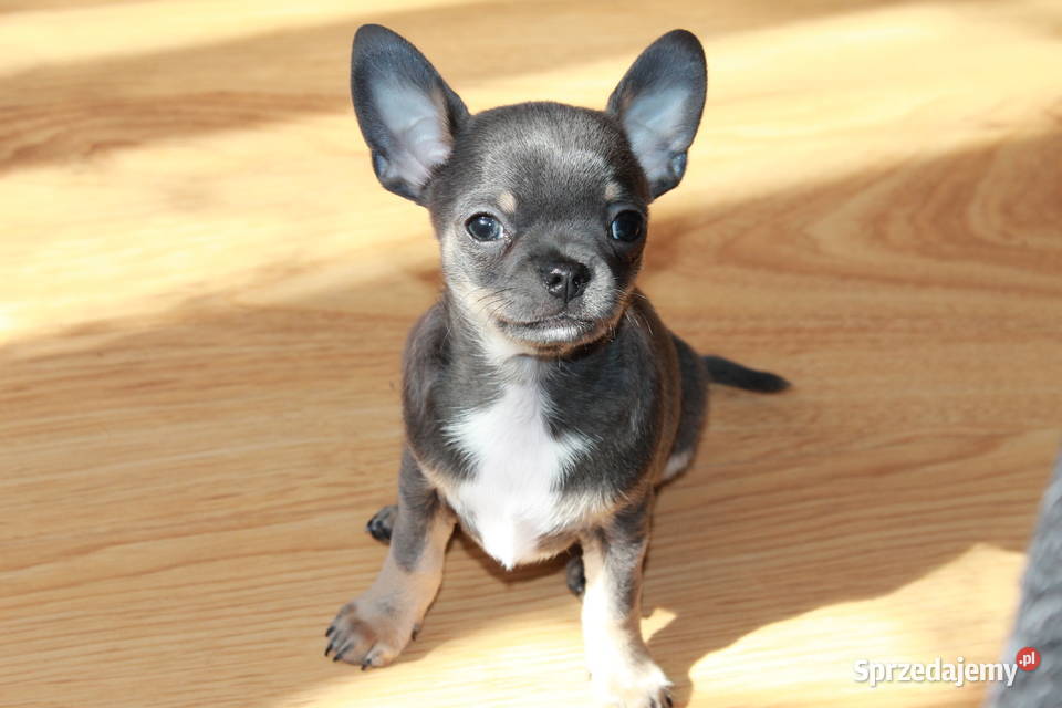 Chihuahua błękitny krótkowłosy chłopiec ZKwP FCI Świnoujście