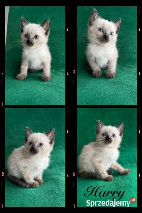 Sprzedam koty syjamskie starego Gorzów Wielkopolski