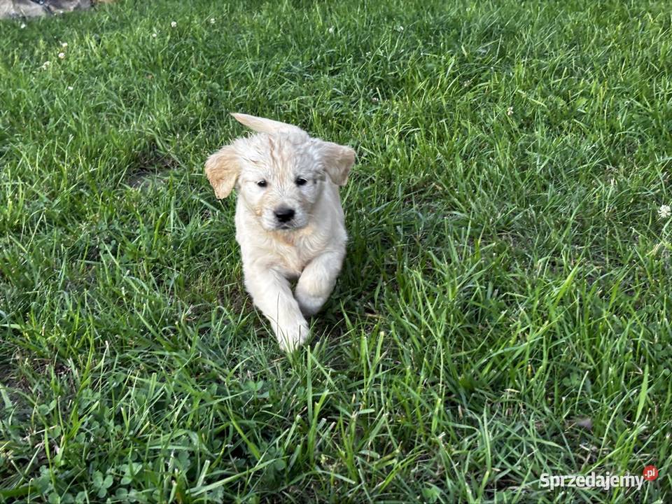 GOLDEN RETRIEVER SZCZENIĘTA SZUKAJĄ KOCHAJĄCYCH