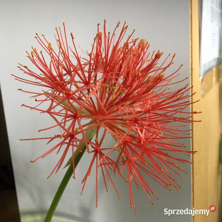 Krasnokwiat kolekcjonerski King Albert Warszawa sprzedam