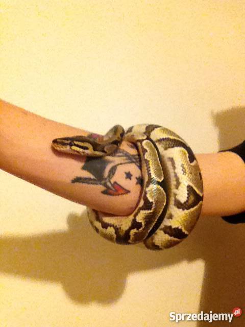 WążPyton Królewski terariumsprzedam mazowieckie Warszawa