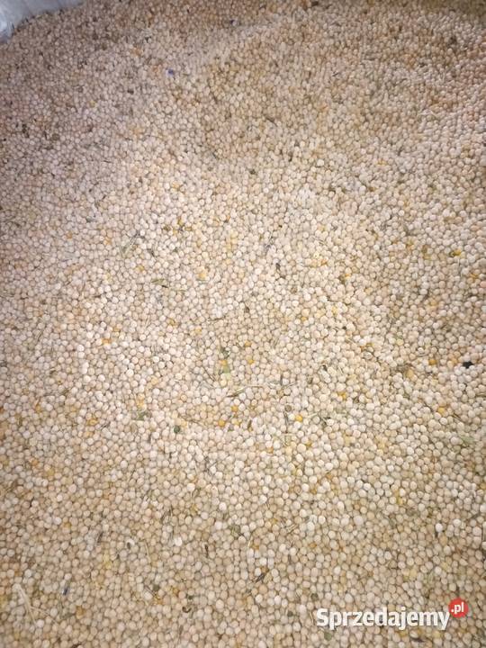 Groch siewny astronaute batuta Rudnik sprzedam