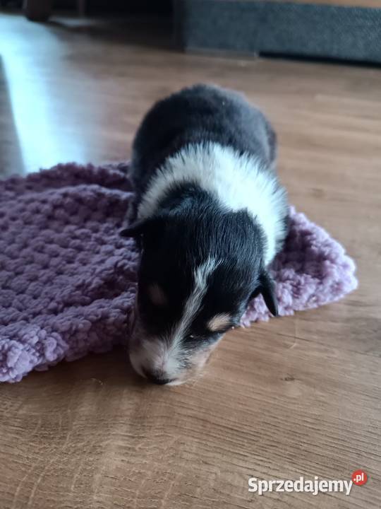 Owczarek Szkocki Collie Szczeniaki opolskie Olesno