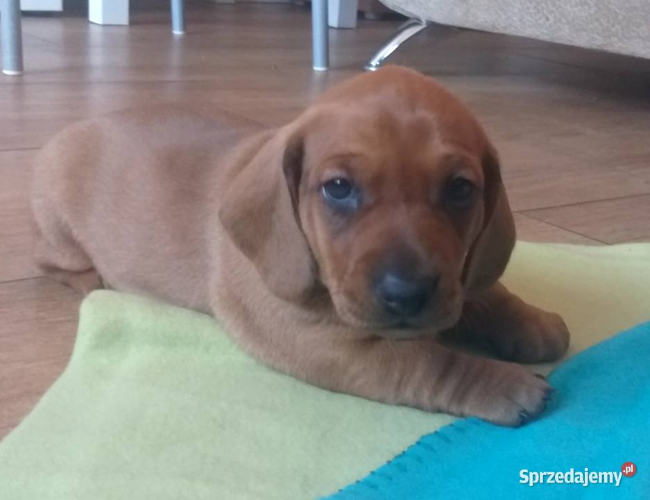 Jamnik krótkowłosy standardowy Smarglin