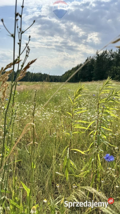 działka budowlana w otoczeniu lasu budowlana Gójszcz sprzedam