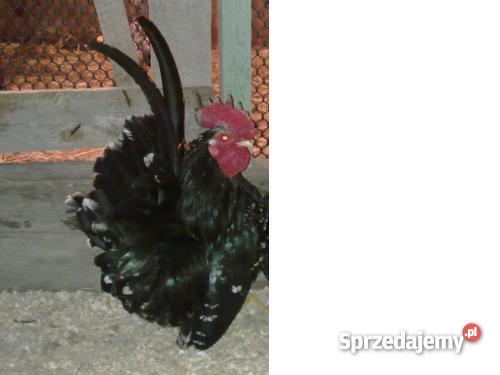 drób ozdobny