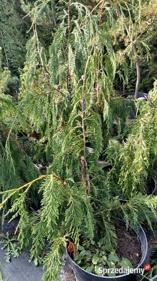 Cyprysik nutkajski Pendula 80100 wysokie Strzepcz