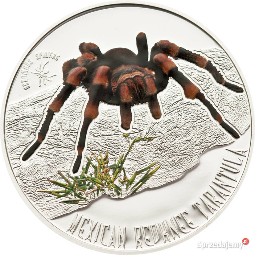 MEXICAN REDKNEE TARANTULA Venomous Spiders Warszawa sprzedam