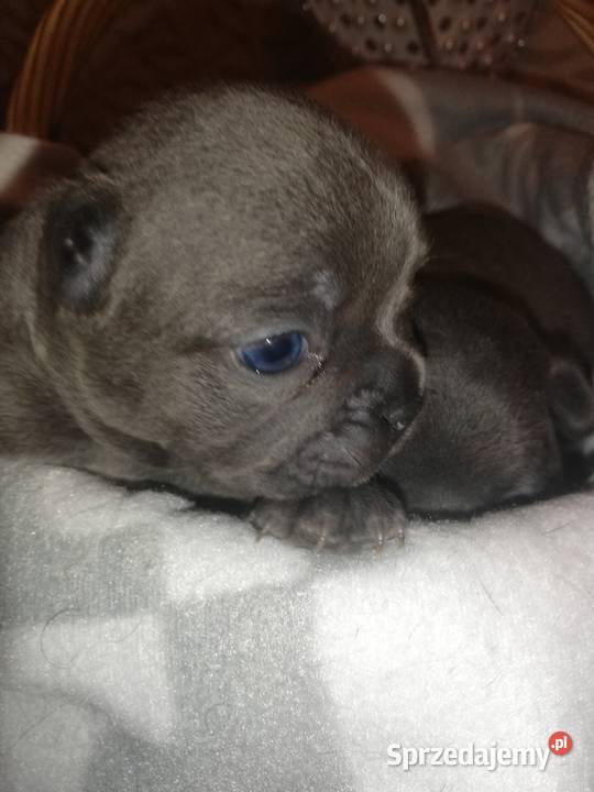 buldog francuski niebieskie Borzęcin sprzedam