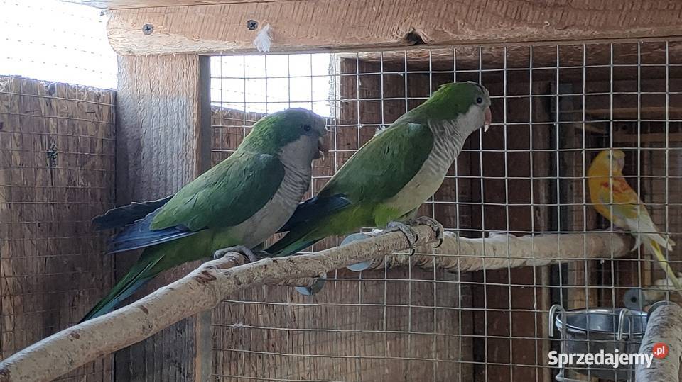 Papugi Rozelle gorskie baranandy łódzkie Bełchatów sprzedam