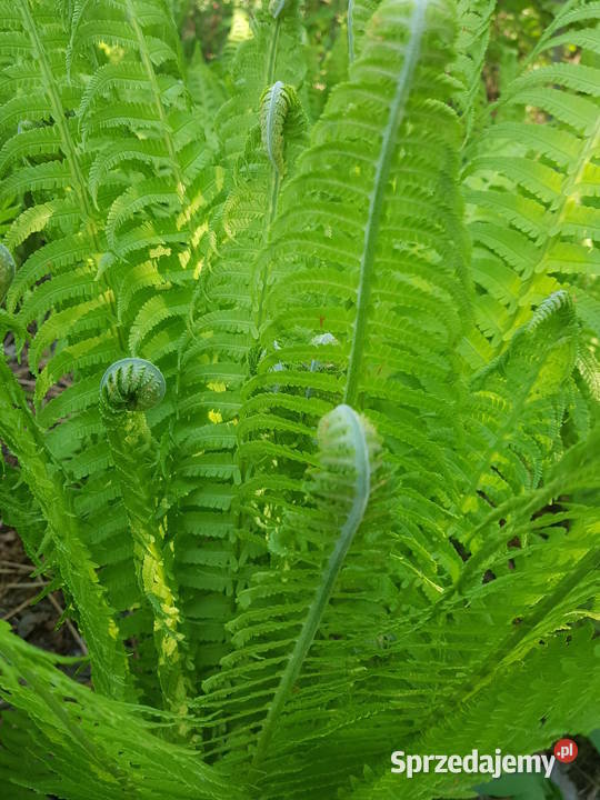 Paproć ogrodowa sadzonkaXXL Lublin sprzedam