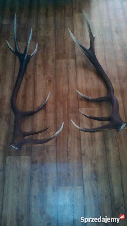 Tegoroczne poroże jelenia 14stak Para Sanok