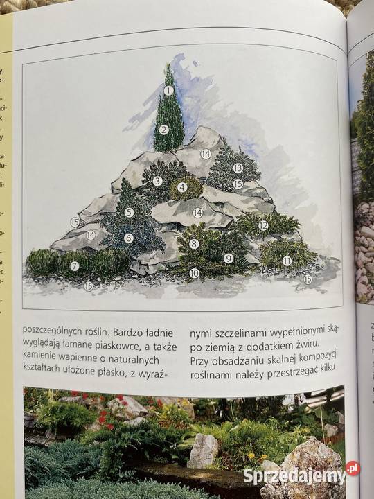 Iglaki w kompozycjach ogrodowych Poradniki, albumy i reportaże