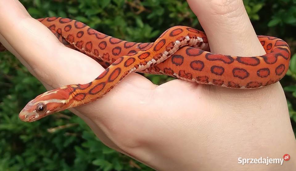 Wąż zbożowy SCALELESS węże zbożowe Red Factor mazowieckie Warszawa