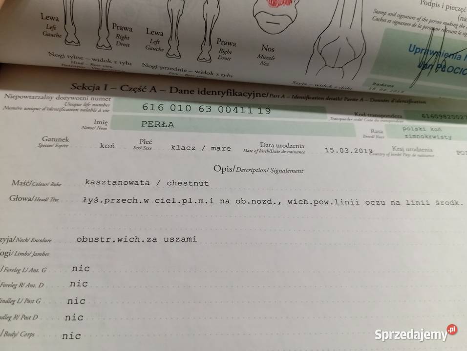 Sprzedam klacz Zimnokrwista Radawa
