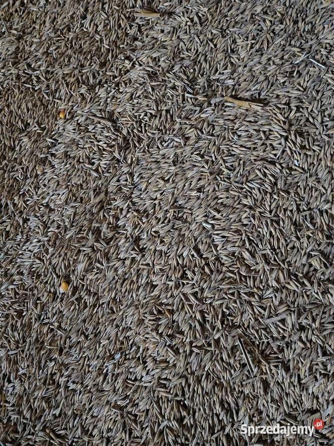 Owies workowany sprzedam