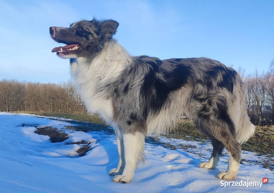 Piękny pies BORDER COLLIE z Hodowli Rasowy z sprzedam