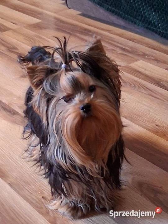 York piesek yorkshire terrier piesek rasy york Pajęczno sprzedam