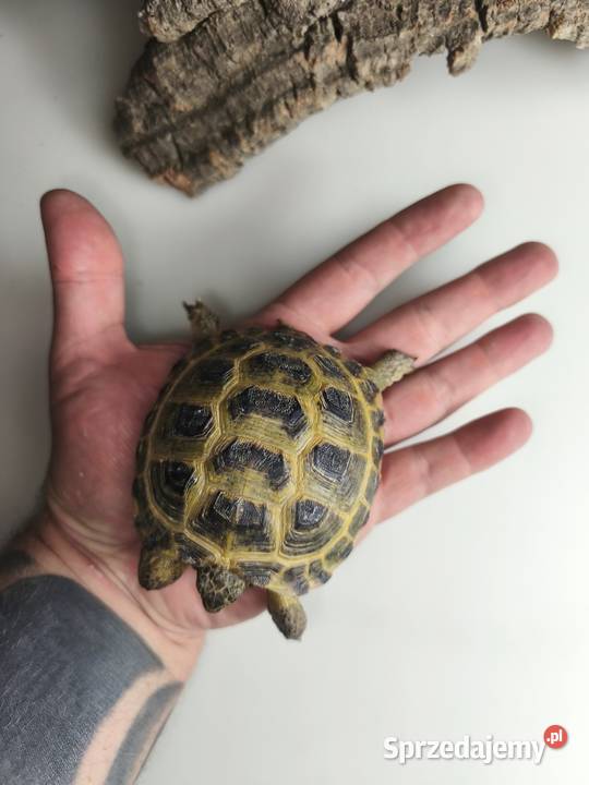 Żółw stepowy Testudo horsfieldii młode gady Wałbrzych sprzedam