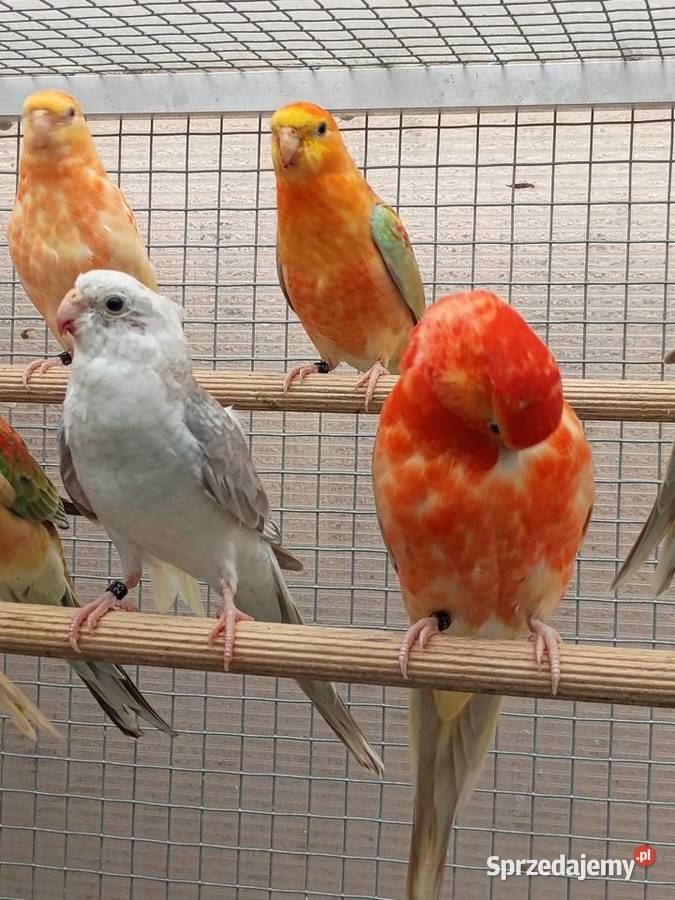 Świergotki Orange dolnośląskie Kąty Wrocławskie