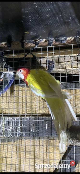 Rozella białolica Ptaki Olesno