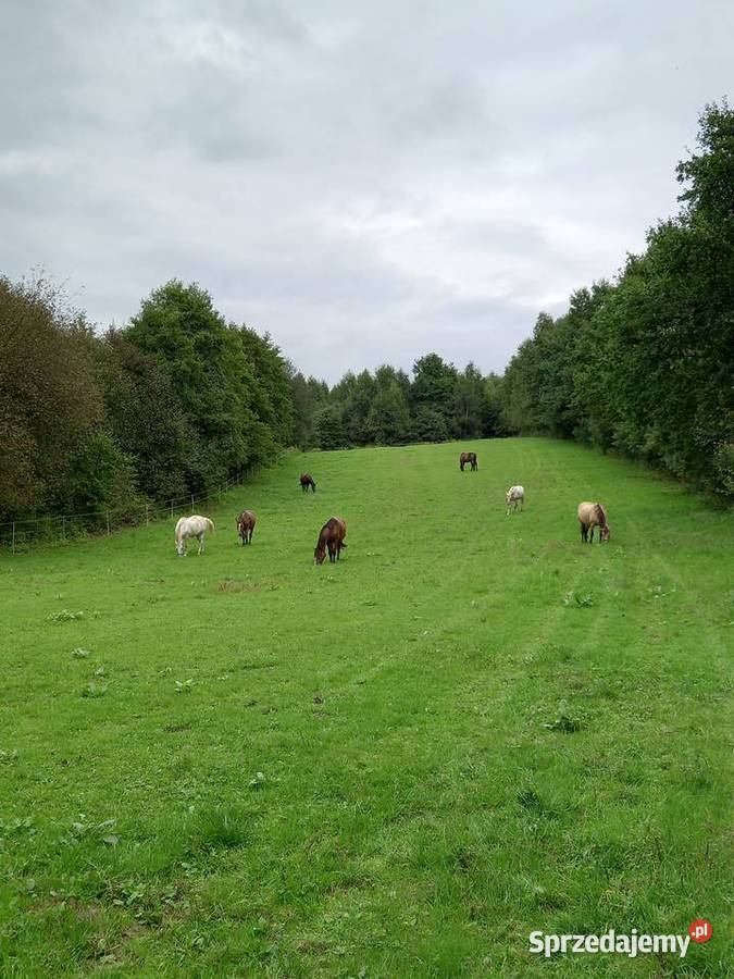 Ośrodek jeździecki stajnia pensjonat hotel koni małopolskie Bodzanów