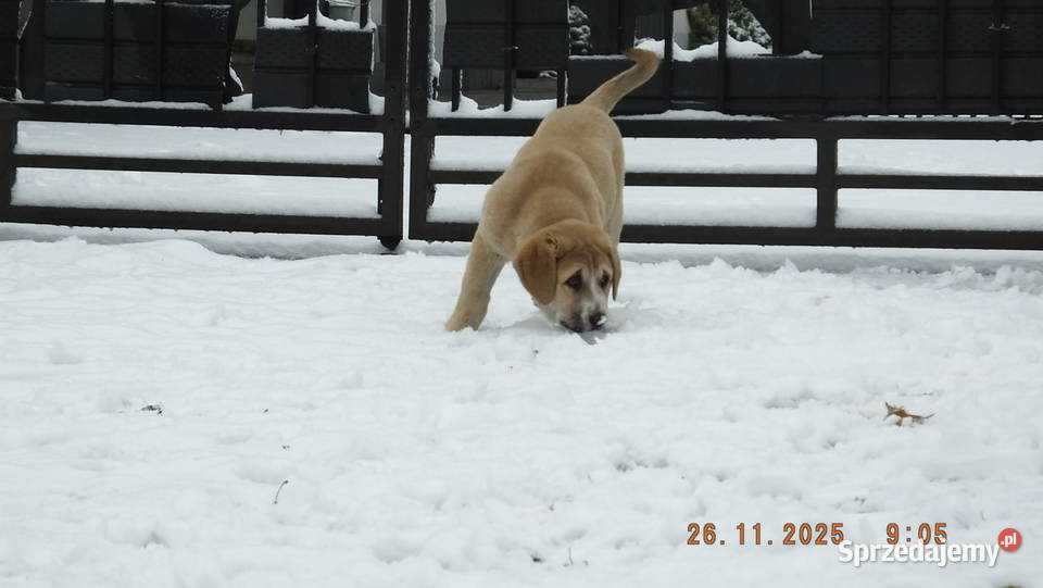 Owczarek Środkowoazjatycki Owczarek wielkopolskie Konin