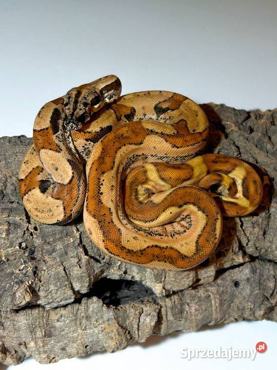 Samica Boa super hypo img jungle het albino łódzkie Łódź