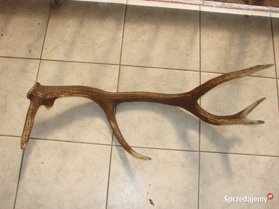 poroże jelenia Pozostałe Pruszcz Gdański sprzedam