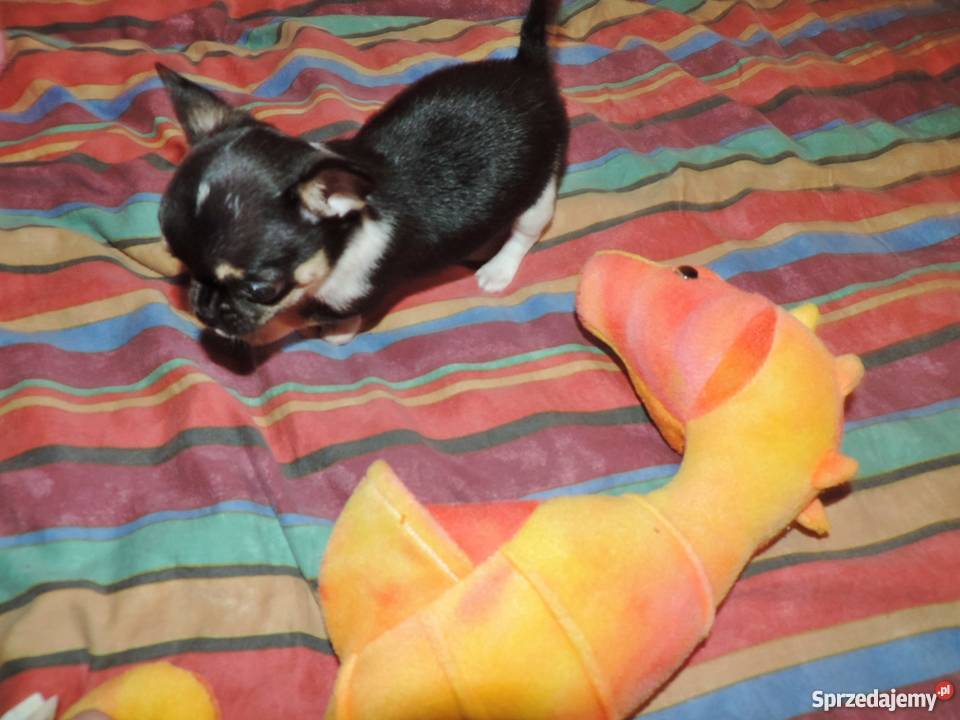 Chihuahua Exclusiv XXS piękne słodziaki Kołobrzeg