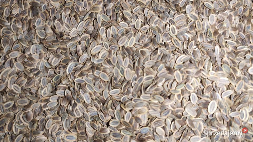 Nasiona kopru koper Produkcja 2025 Gowarzewo sprzedam