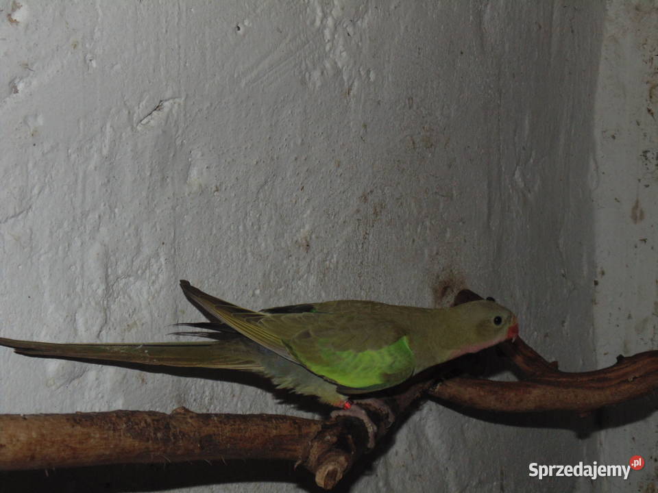 ksierzniczka wali Racibórz sprzedam