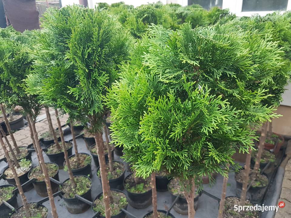 Tuja KULA kulista Formowana