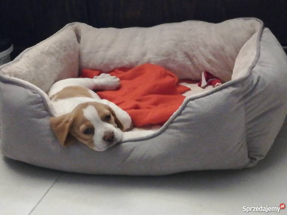 Piękna 3miesięczna sunia beagle Silno