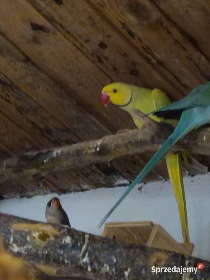 Sprzedam aleksandrette Mądre