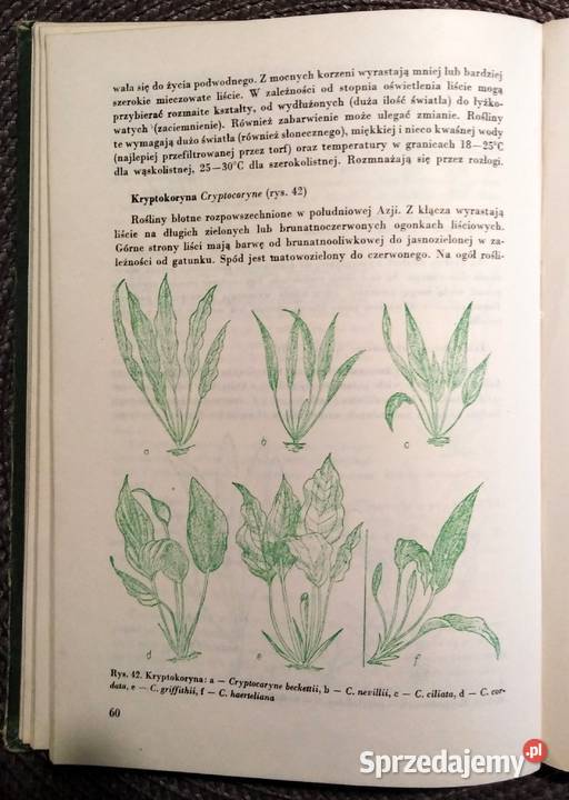 Ryby w akwarium 1983 r lubelskie Włodawa