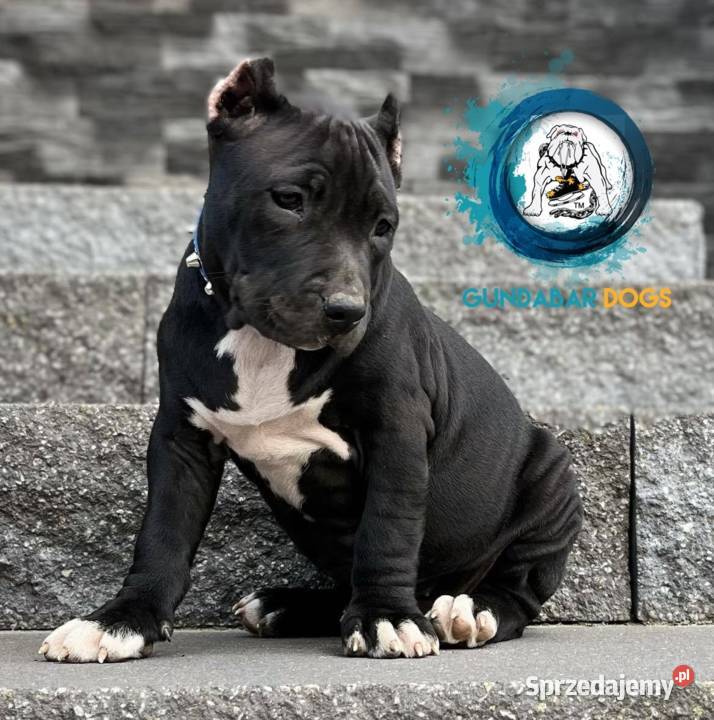 suczki American Bully ABKC