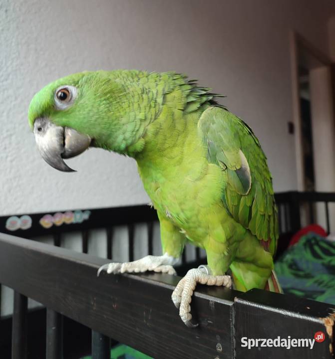 Papuga Amazona auropalliata, amazonka żółtoszyja
