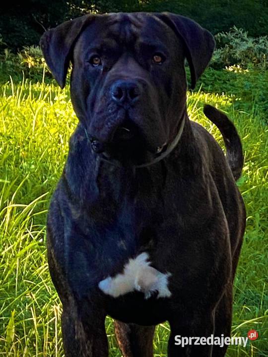 Alano Espanol szczenięta Świdnica Polska sprzedam