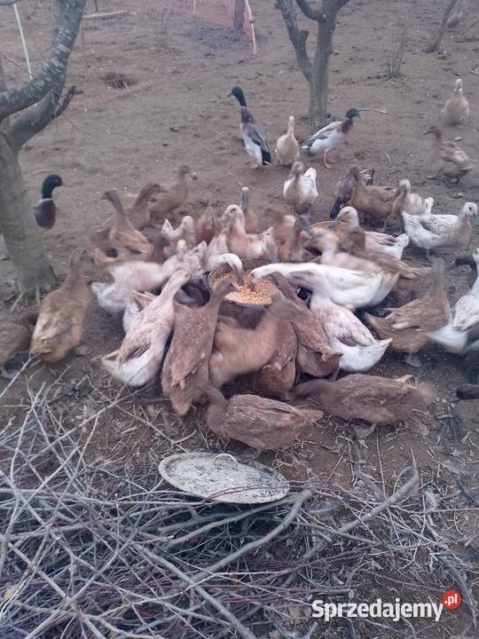 Jaja kacze 15 małopolskie Zakopane sprzedam